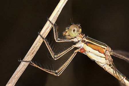 妲己toxic图片_妲己toxic素材_妲己toxic高清图片_摄图网图片下载