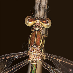 自 己昆虫学脆弱性昆虫细节显微镜野生动物科学宏观动物背景图片