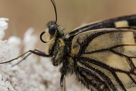 蝴蝶昆虫脆弱性野生动物细节宏观昆虫学科学动物显微镜图片