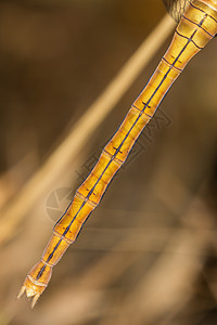 尾昆虫学蜻蜓野生动物动物宏观三叶草昆虫显微镜细节脆弱性背景图片