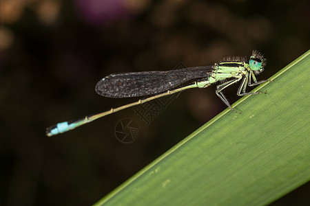 妲己toxic图片_妲己toxic素材_妲己toxic高清图片_摄图网图片下载