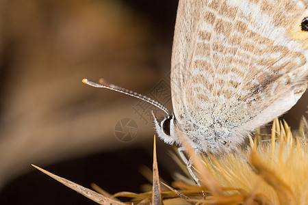 蝴蝶脆弱性野生动物宏观细节昆虫学科学显微镜动物昆虫图片