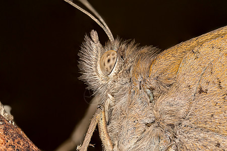蝴蝶细节野生动物昆虫学昆虫宏观显微镜脆弱性动物科学图片