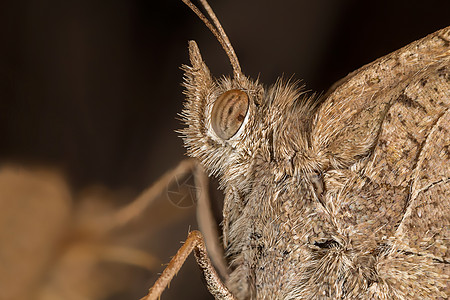 蝴蝶显微镜科学昆虫学野生动物动物宏观脆弱性昆虫细节图片