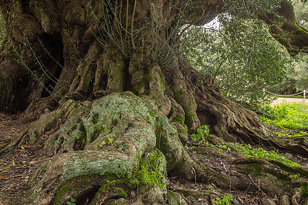 千年树绿色树干荒野胶粘剂纪念木头叶子公园崎岖橄榄图片