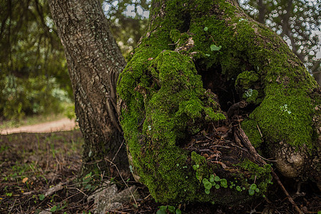 千年树太阳胶粘剂崎岖橄榄绿色树干叶子荒野木头纪念图片