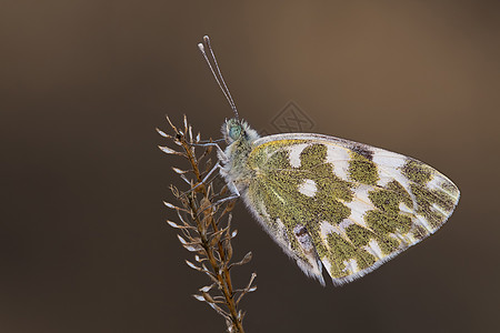 蝴蝶显微镜昆虫野生动物细节宏观脆弱性动物昆虫学科学图片