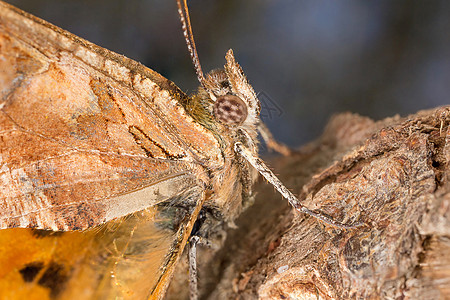 蝴蝶显微镜动物脆弱性细节昆虫科学宏观野生动物昆虫学图片