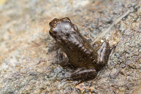 一只小青蛙 大小1厘米池塘叶子宏观生物水族馆绿色淡水环境动物群蝌蚪图片