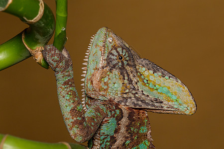 变色素眼睛情调绿色变色龙动物热带蜥蜴爬行动物宏观黄色图片