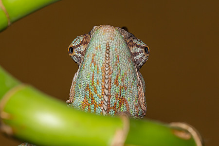 变色素野生动物蜥蜴眼睛宏观皮肤绿色异国动物爬虫爬行动物图片
