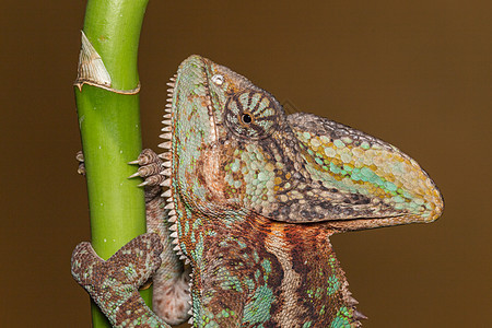 变色素绿色蜥蜴眼睛皮肤热带黄色变色龙爬虫情调宏观图片