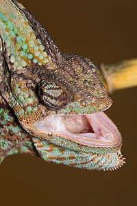 变色素蜥蜴热带绿色情调动物野生动物宏观黄色皮肤爬虫图片