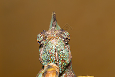 变色素蜥蜴绿色黄色爬虫异国动物情调宏观皮肤变色龙图片