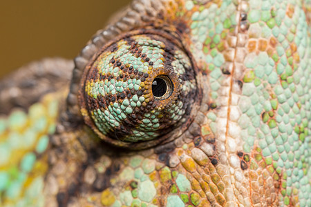 变色素爬行动物变色龙爬虫情调蜥蜴绿色宏观动物野生动物异国图片