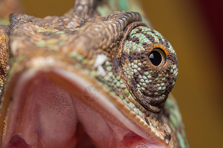 变色素爬虫变色龙眼睛异国蜥蜴绿色情调黄色野生动物爬行动物图片