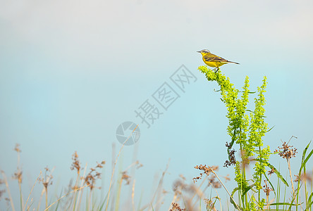 西部黄卷尾摩塔奇拉花粉草地唱歌杂草荒野栖息男性区系翅膀场地植物图片