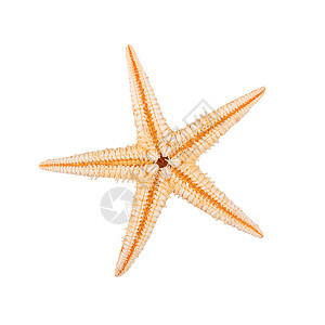 白背景的海星鱼贝壳星星红色海洋海滩甲壳动物水族馆珊瑚热带图片