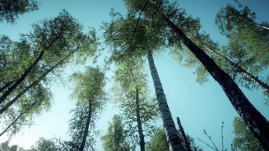 库尔斯克森林中新的绿林季节农村海岸线环形森林树木营火桌面树叶艺术图片
