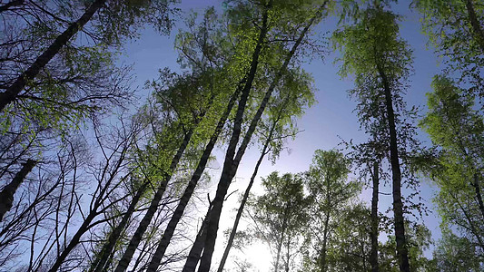 库尔斯克森林中新的绿林海岸线艺术森林海滩树木空气季节农村海岸生态图片