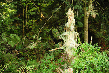 旧立木公园木头环境绿色树干植物生长苔藓叶子林地图片