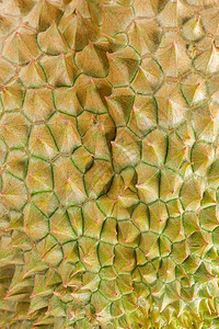 达里安剥去水果之王的皮进攻人士旅行美食果园季节国王托盘热带营养背景图片