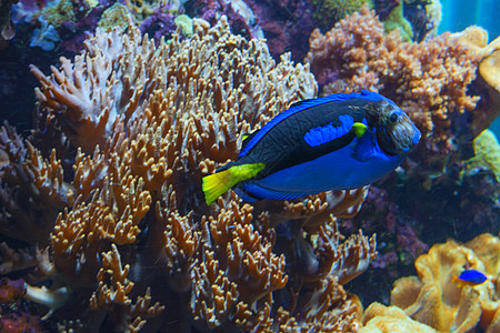 粉红色海葵的触角海洋海洋生物环境珊瑚游泳水族馆触手动物荨麻野生动物图片