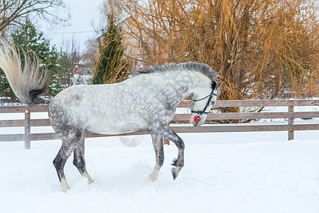 活跃的灰色马在雪中奔驰图片