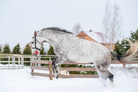 活跃马在野外奔跑和跳过白雪图片