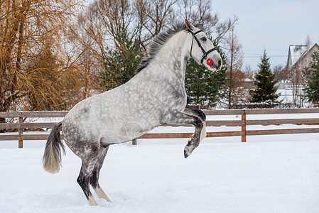 一匹美丽的马 爬上地上的雪上图片