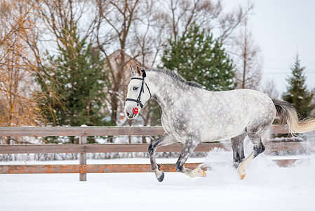 冬天在雪中奔跑的苹果里一匹马的肖像图片