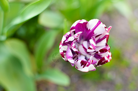 在花床上 收紧白色和紫色的郁金香场地庆典蓝色植物植物群花瓣叶子礼物生长美丽图片