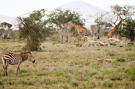 斑马和两只长颈鹿放牧图片