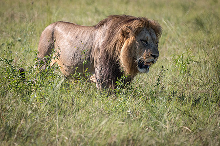 雄狮在草地上行走狮子动物环境大猫毛皮哺乳动物猫科野生动物食肉捕食者图片