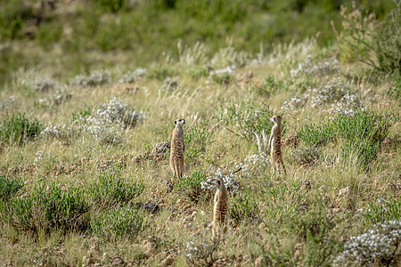 一群米卡特人望着外面旅行动物生态猫鼬荒野沙漠动物园野生动物哺乳动物警卫图片