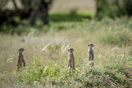 一群米卡特人望着外面毛皮荒野动物园野生动物危险警卫警报旅行猫鼬沙漠图片