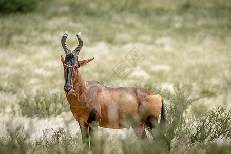 在高草地上站着最红的哈里特人马赛喇叭狍子羚羊环境国家动物群哺乳动物植物群平原图片