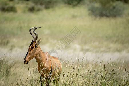 在高草地上站着最红的哈里特人羚羊动物荒野动物群大草原国家植物群马赛喇叭生态图片