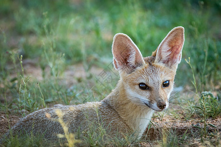 在卡拉加迪的一只狐狸角附近哺乳动物跨境沙漠动物耳朵荒野食肉捕食者生态动物群图片