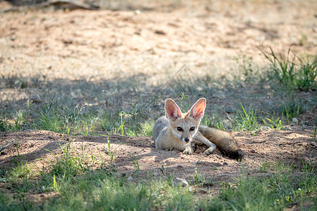 狐狸角躺在沙地上食肉荒野野生动物捕食者哺乳动物清道夫耳朵沙漠动物跨境图片