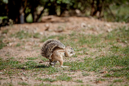 地松鼠吃一些草旅游公园食草哺乳动物甜点栗鼠荒野生态松鼠尾巴图片