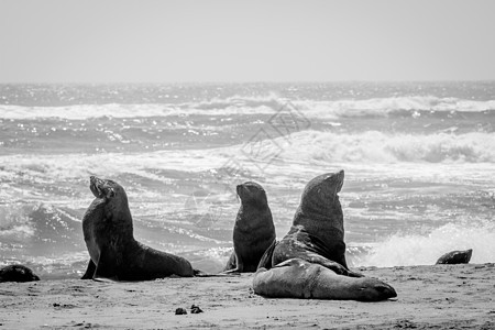 海岸上的毛皮海豹群环境动物殖民地海豹生态旅游荒野生态旅游野生动物海洋图片