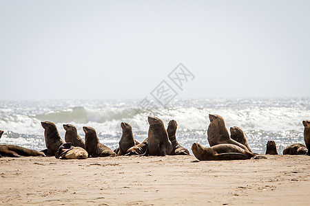 海岸上的毛皮海豹群殖民地荒野海洋环境狮子捕食者旅游骨骼动物群公园图片