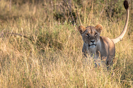 一只女狮子在摄影机前表演环境丛林哺乳动物国王野生动物动物园旅行荒野猎人食肉图片