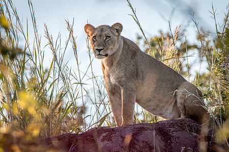 一只雌狮站在山脊上猫科猎人生物大猫力量动物园食肉捕食者丛林荒野图片