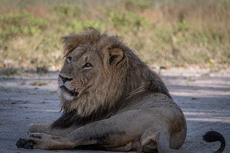 一只雄狮躺在路上动物园捕食者环境食肉哺乳动物动物大草原毛皮濒危大猫图片