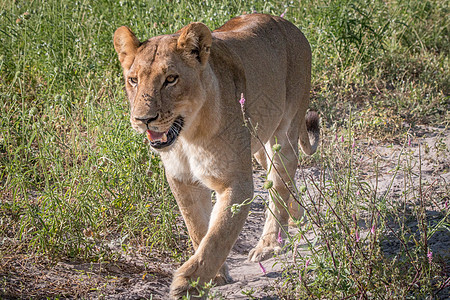 一只狮子幼崽向着摄像头走来大猫毛皮动物猫科力量捕食者荒野猎人动物园领导者图片