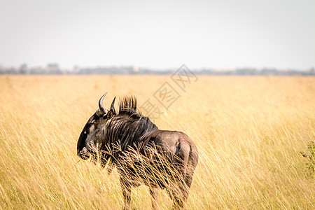 一只蓝色的野马站在高草地上牛角灌木丛旅游荒野冒险公园动物群牛羚迁移羚羊图片