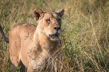 一只雌狮子在草地上行走领导者力量荒野野生动物动物濒危环境豹属旅行动物园图片