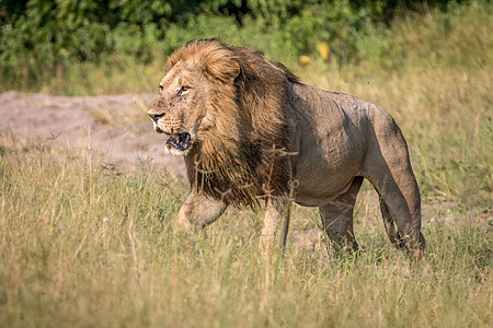 一只雄狮在草地上行走狮子猫科濒危毛皮食肉力量野生动物猎人动物哺乳动物图片